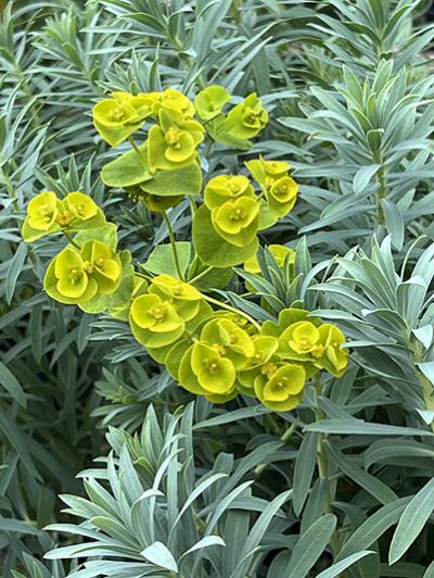 Euphorbia Blue Haze